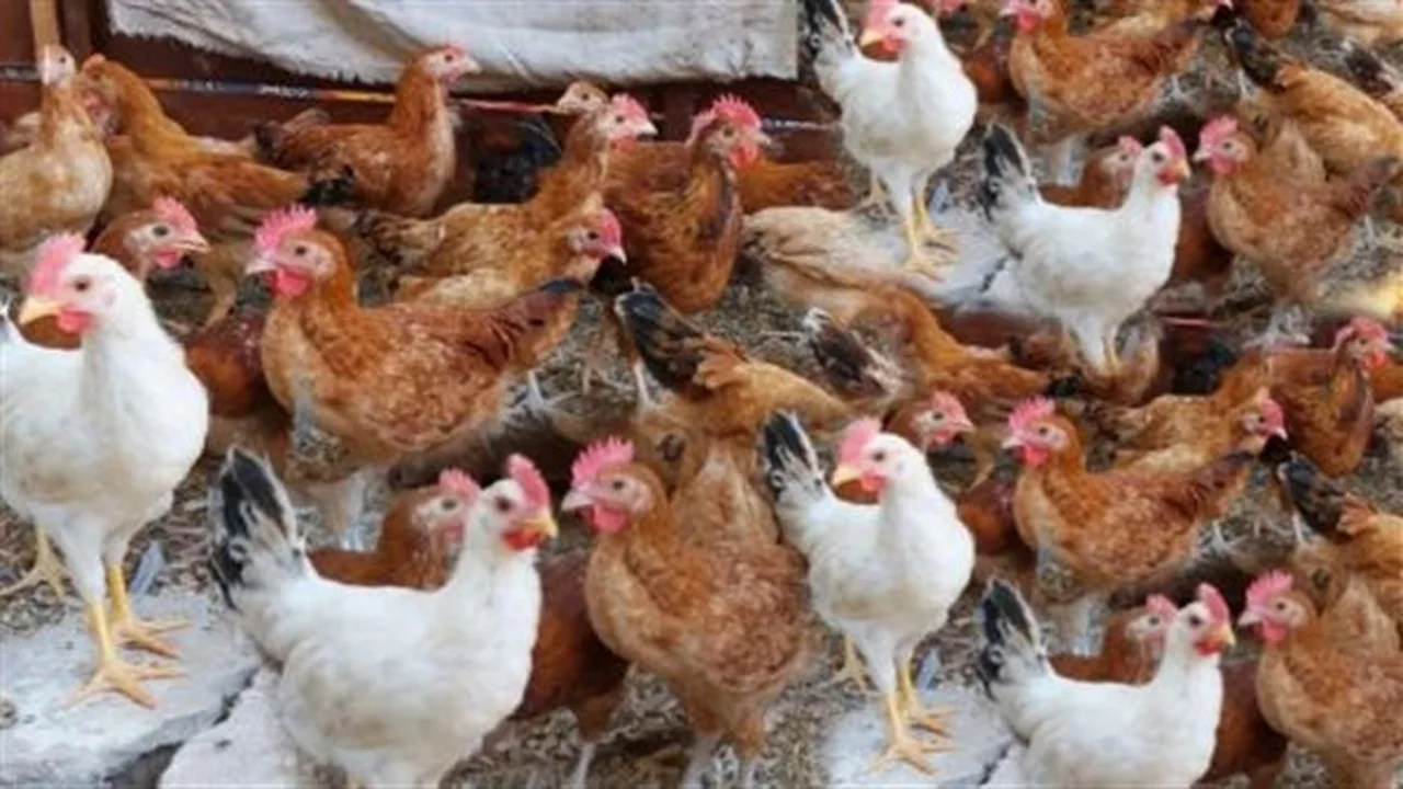 استقرار الأسعار.. تحديث بورصة الدواجن والبيض في جميع المحافظات اليوم